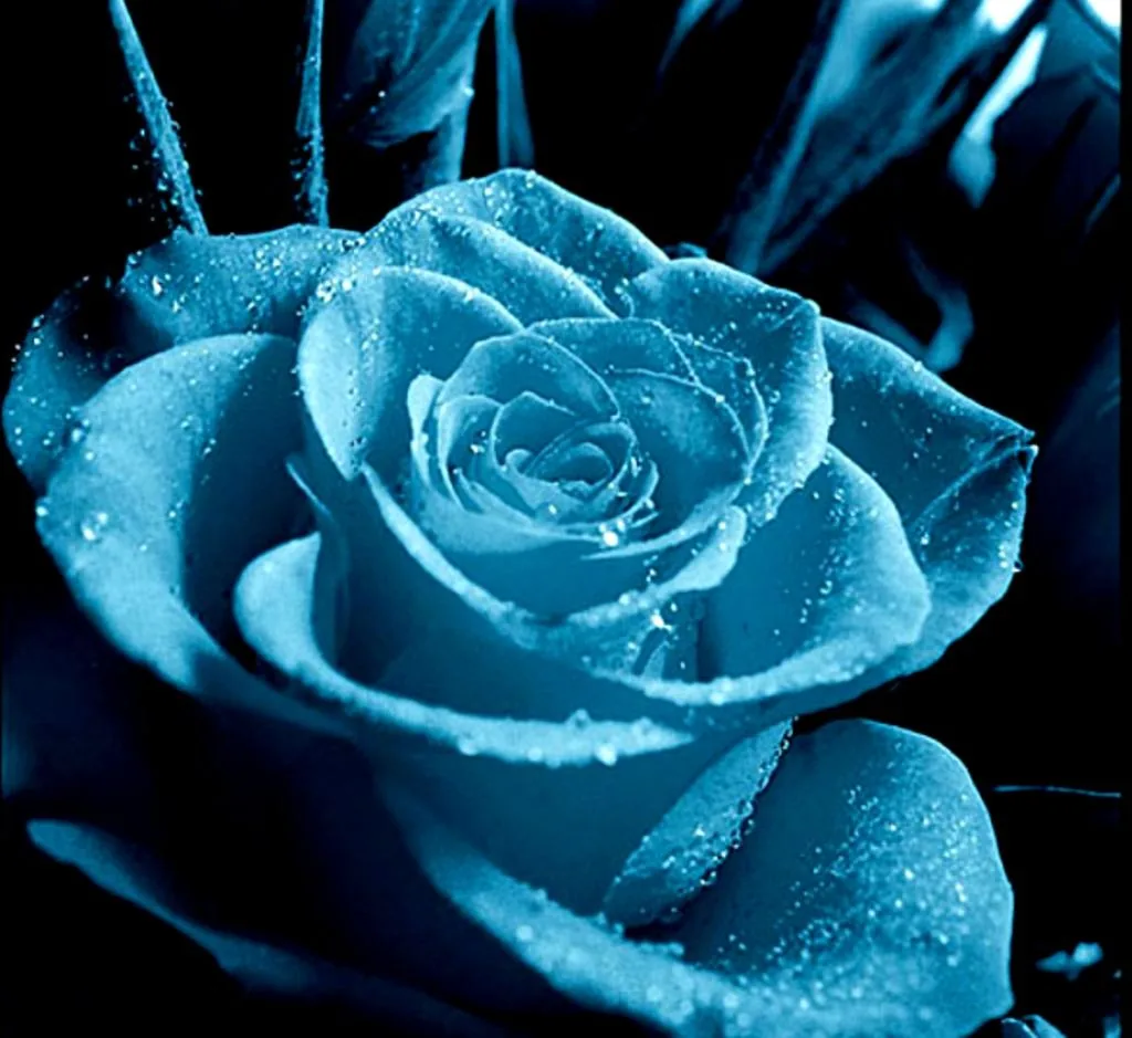 Rosa blu con gocce d'acqua, 1024x939 HD, PC