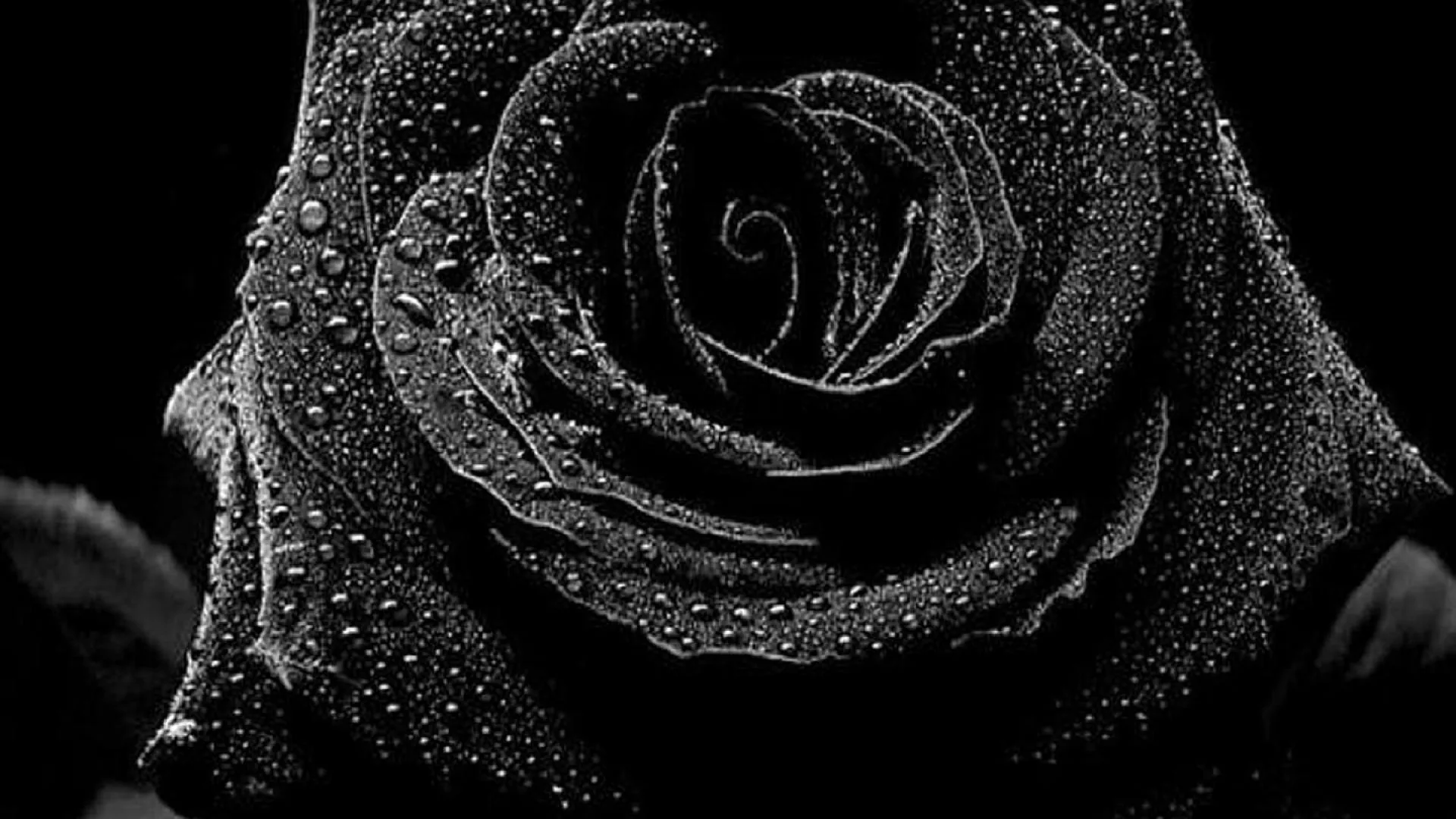 Rosa nera gotica con gocce, 1920x1080 Full HD 1080p, Desktop