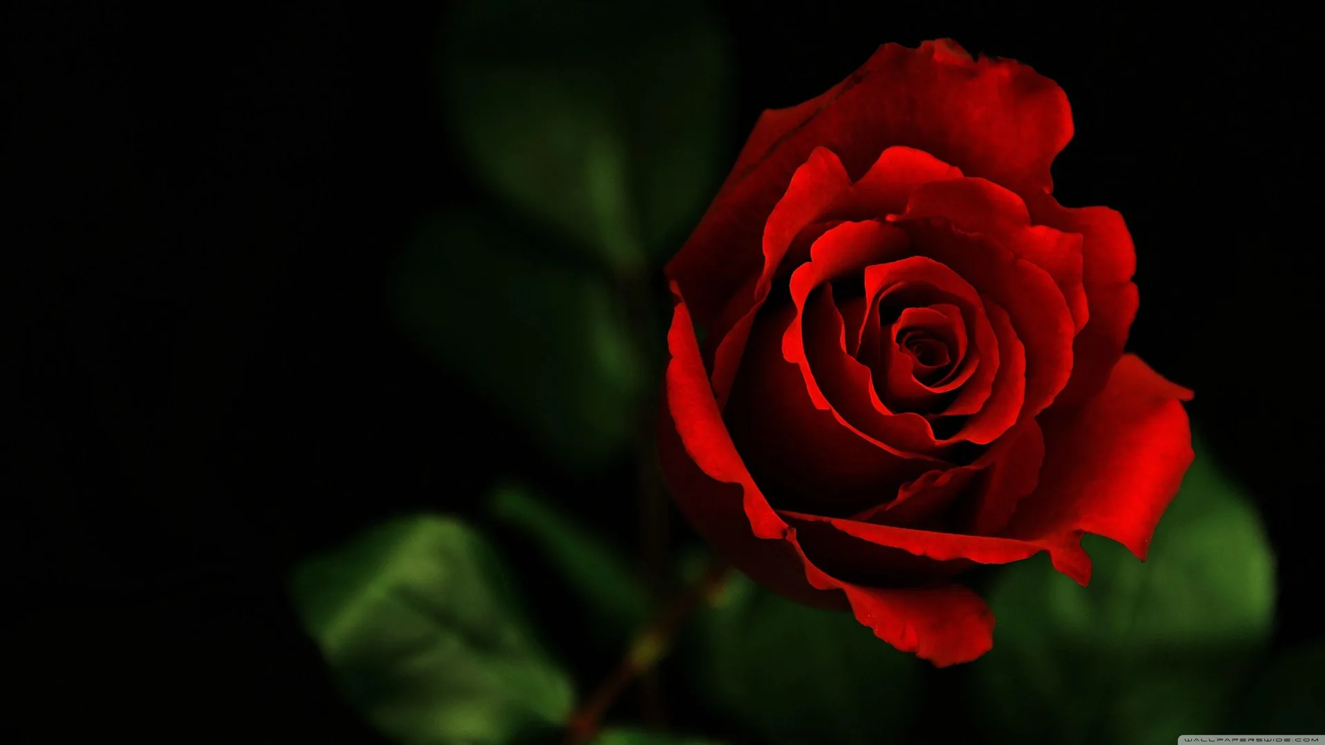 Rosa rossa su sfondo nero, 3554x1999 WQXGA, Desktop