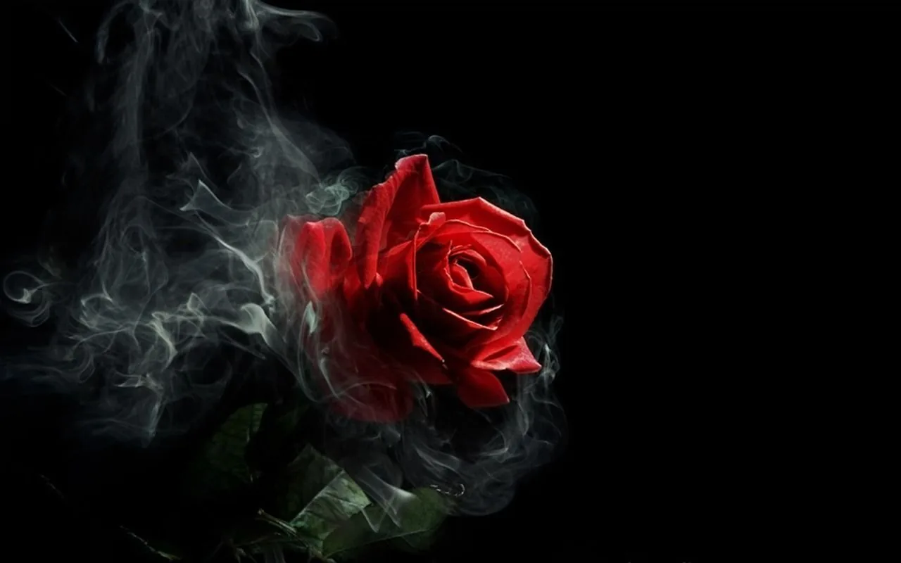 Rosa rossa con fumo, 1280x800 720p, PC