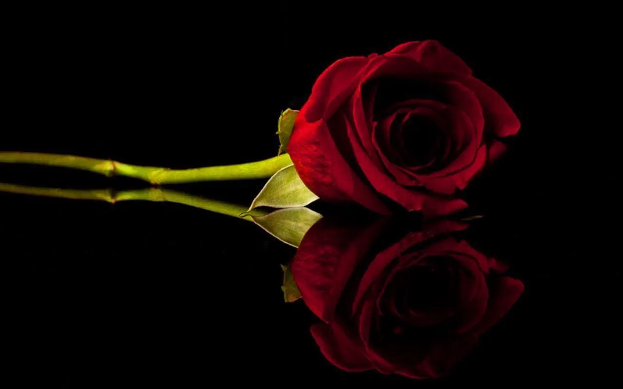 Rosa rossa su sfondo nero, 1280x800 HD, Desktop