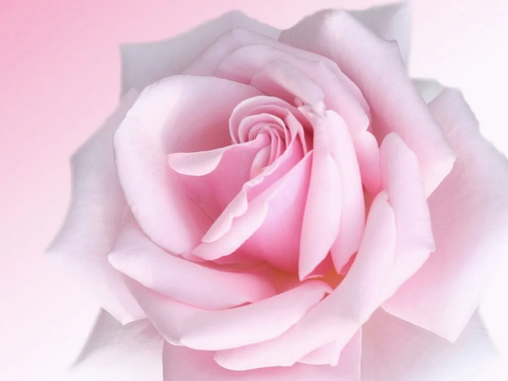 Rosa rosa chiaro primo piano, 1024x768 HD, PC