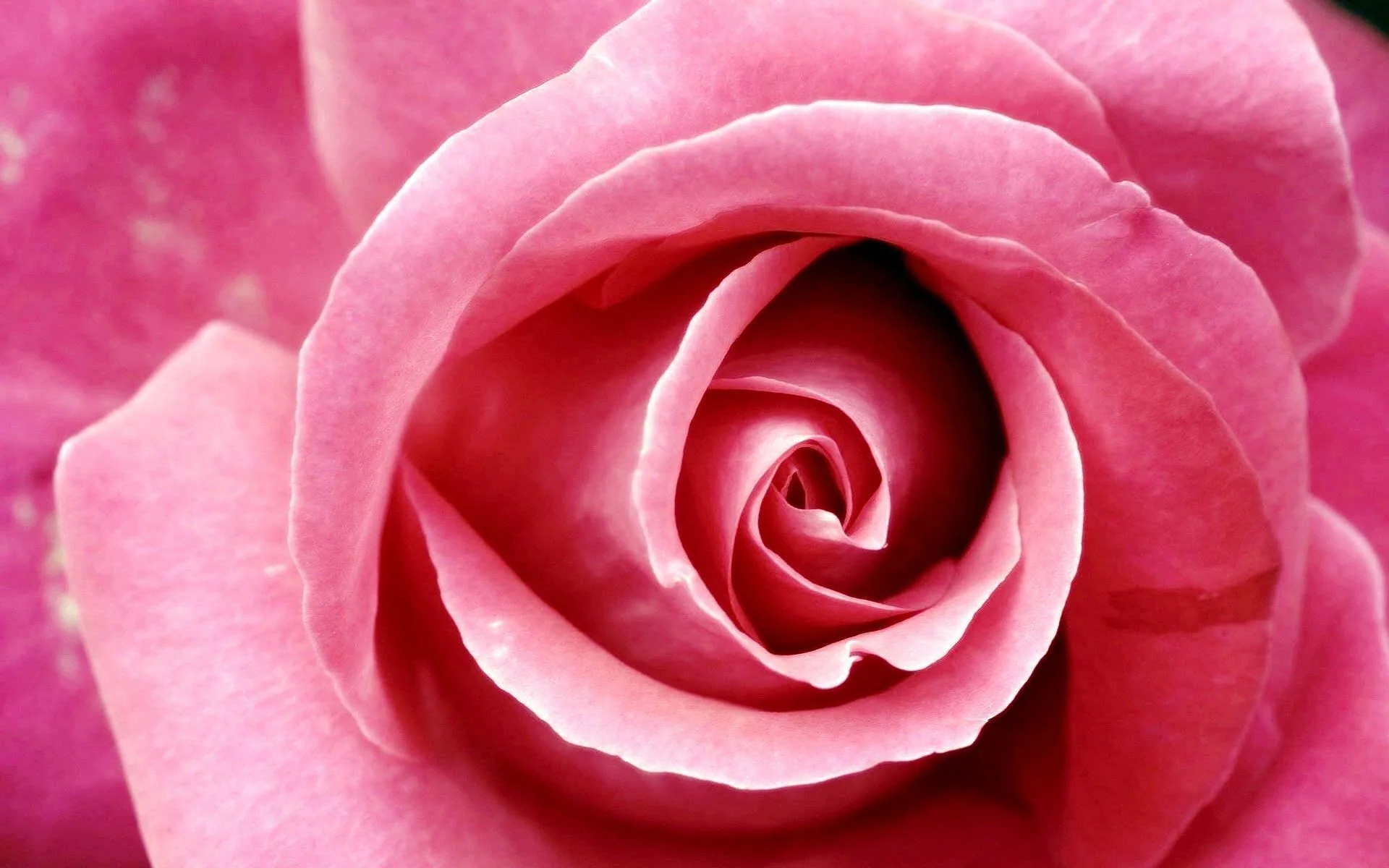con Rose Graziose, 1920x1200 Full HD+ WUXGA, Desktop