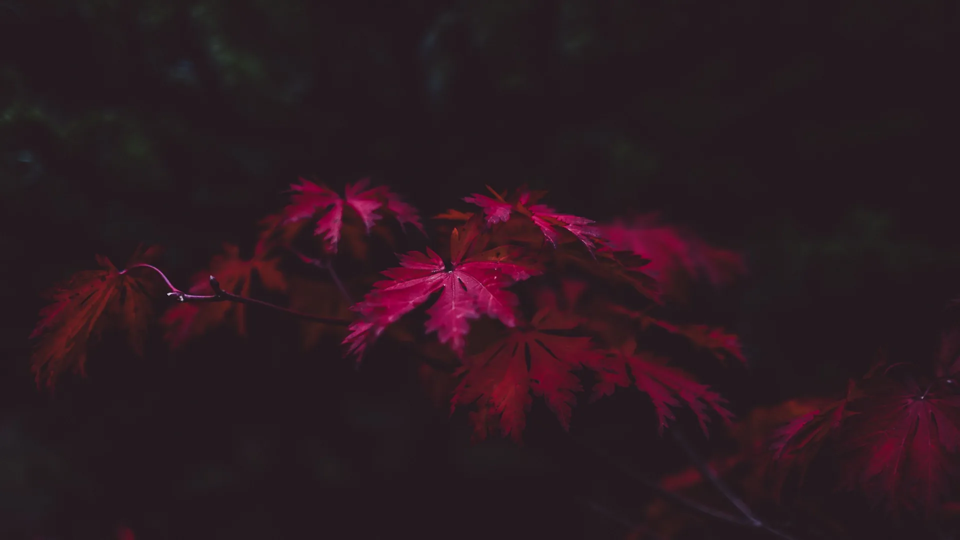 Foglie rosse acero scuro, 3840x2160 UHD, PC 4K
