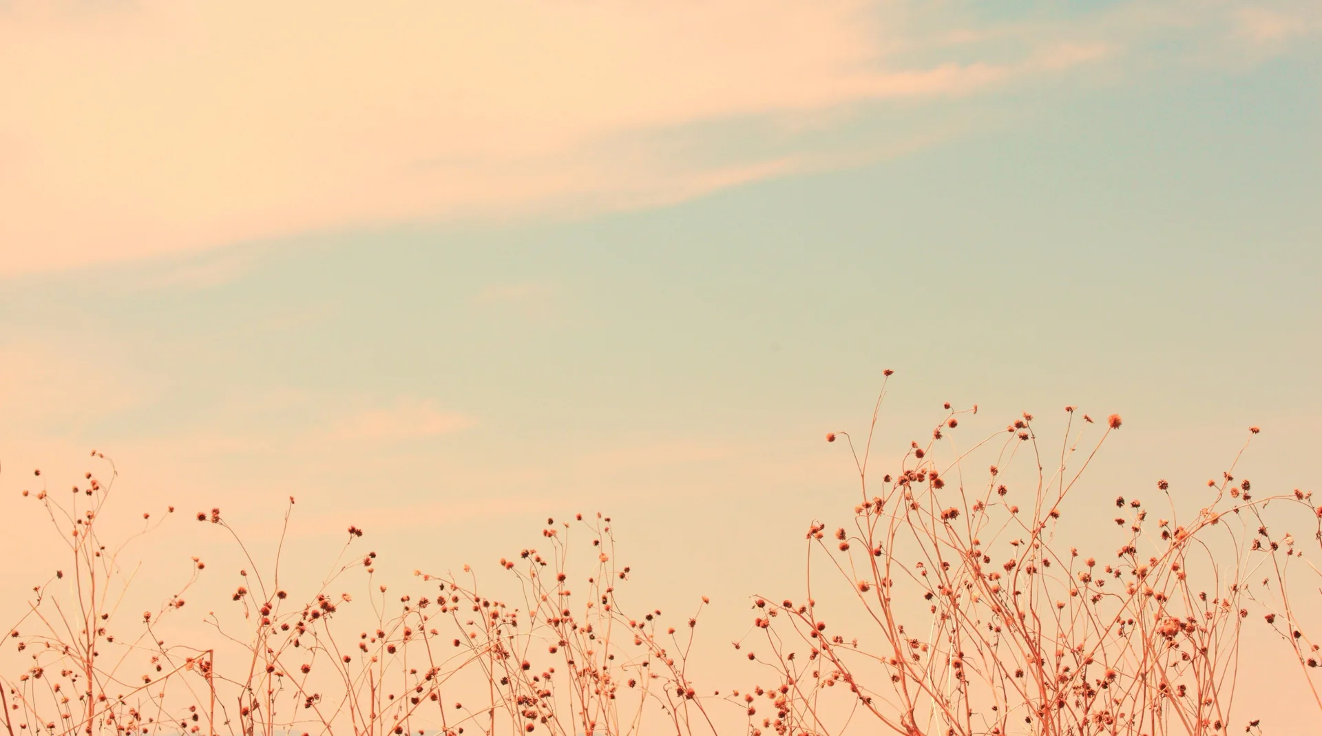 Fiori di campo al tramonto, 3840x2138 4K Ultra HD, Monitor 4K