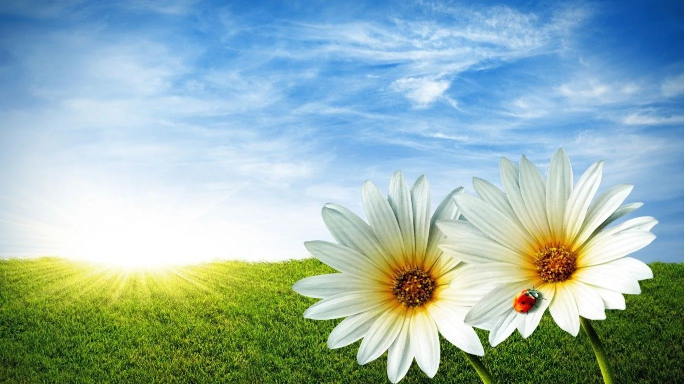 Margherite bianche con sole, 1366x768 HD, Desktop