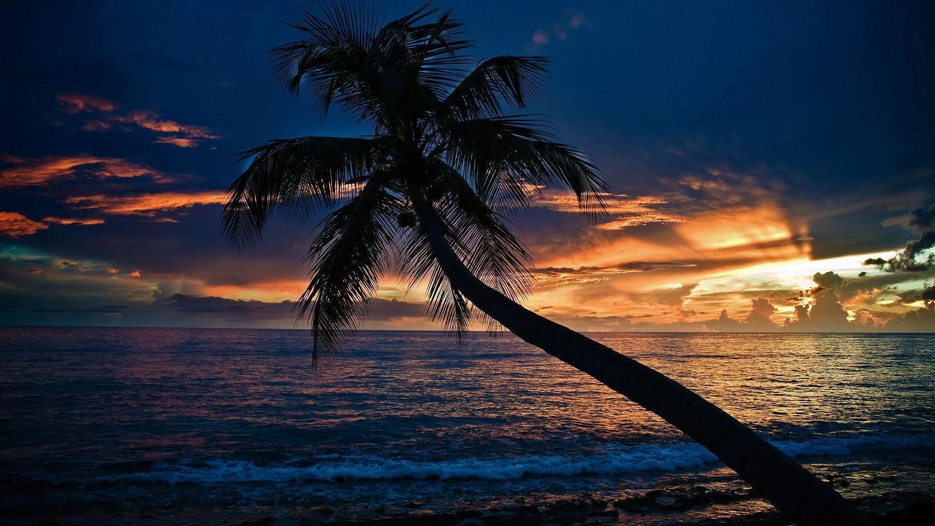 Palma silhouette spiaggia notte, 1920x1080 Full HD 1080p, Desktop