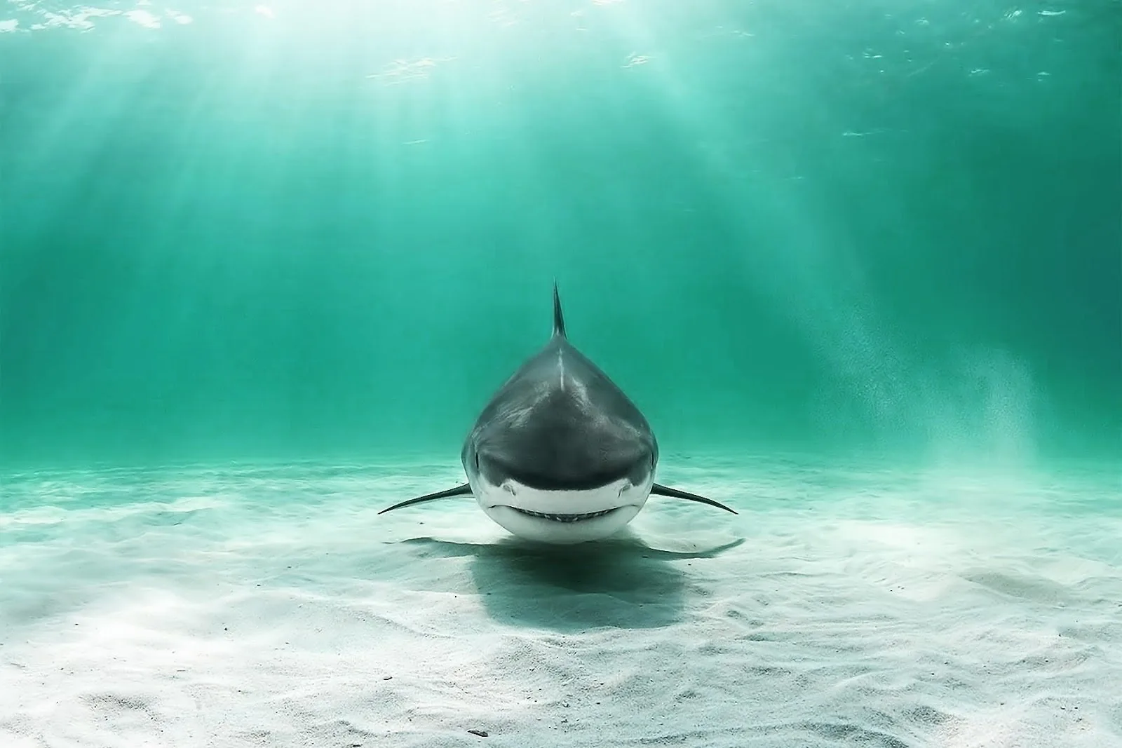 Squalo in acqua verde-azzurra, 1600x1067 HD, Desktop