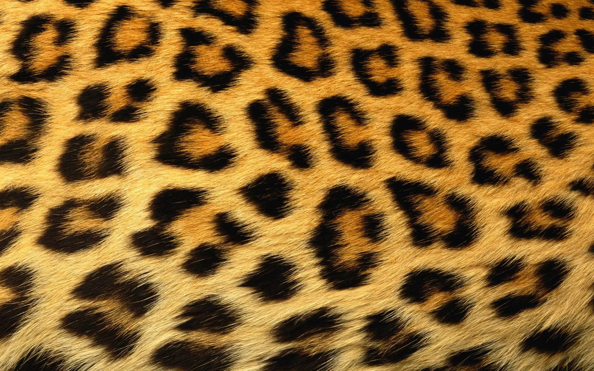 Stampa pelle leopardo dorata, 1920x1200 Full HD+, PC Desktop