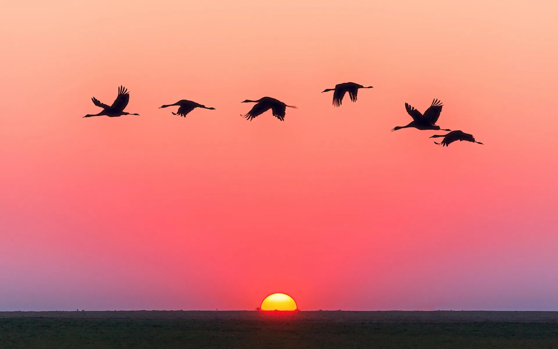 Uccelli in volo al tramonto, 2560x1600 2K, Laptop