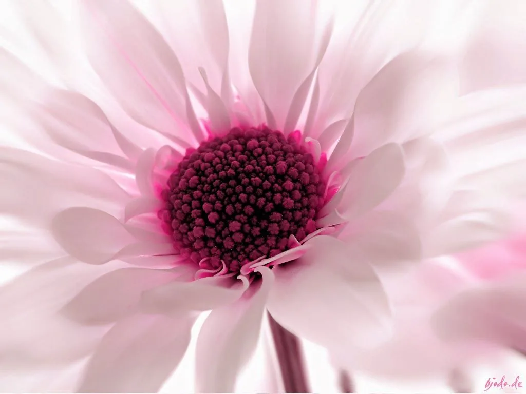 Fiore rosa e bianco macro, 1024x768 HD, Desktop