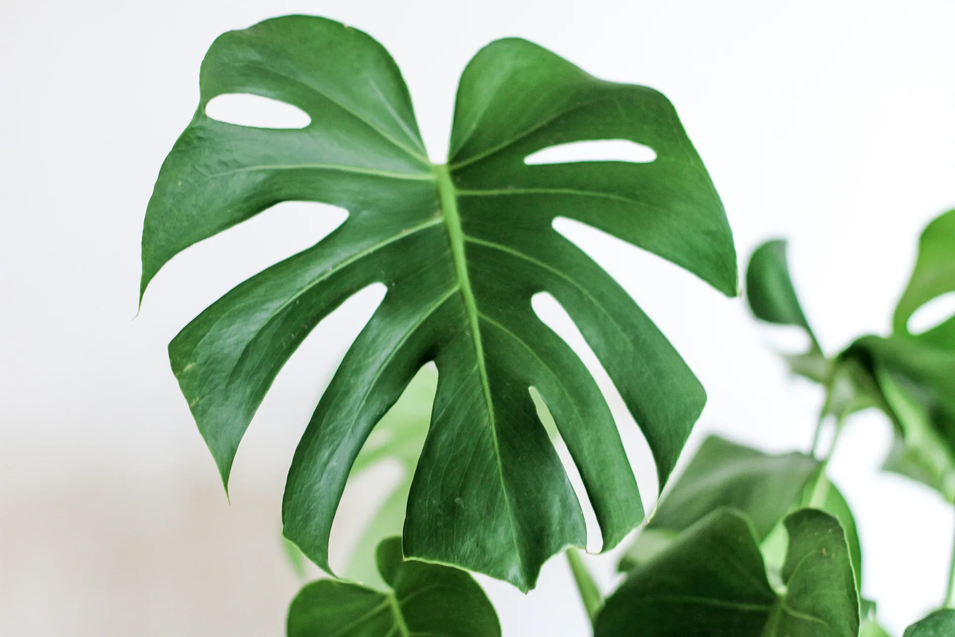 Foglia di monstera verde, 5184x3456 4K, Desktop 4K
