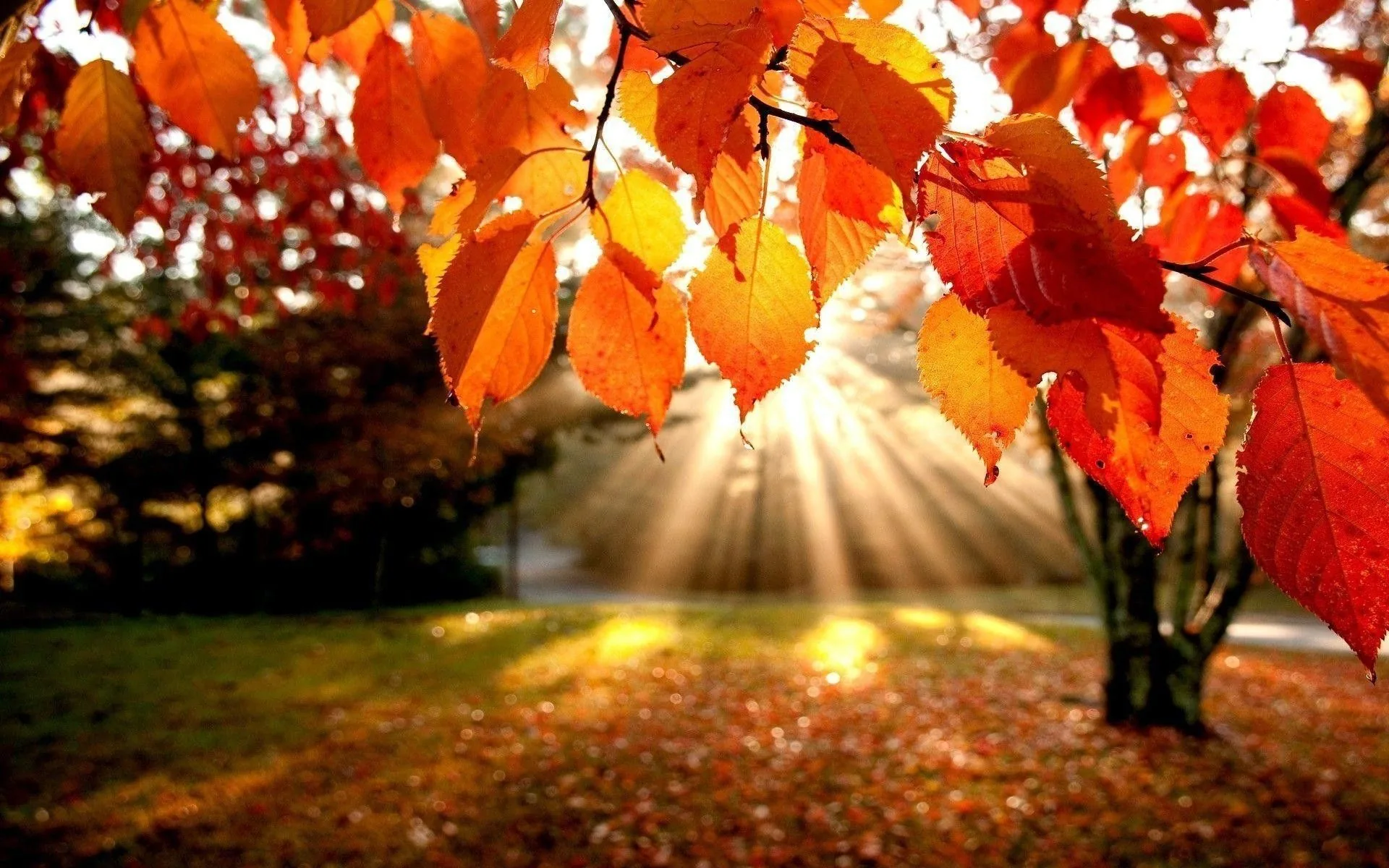 Foglie autunnali arancioni con raggi di sole, 1920x1200 Full HD+ WUXGA, PC Desktop