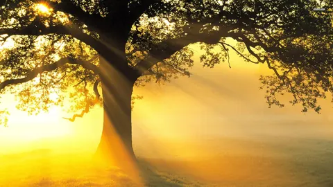 Alberi