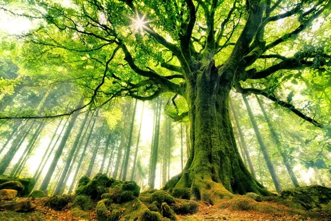 Alberi