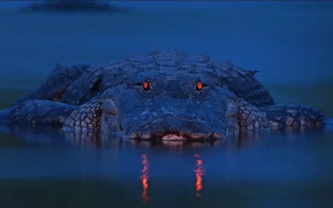 Alligatori