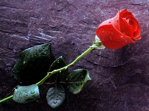 Amore vero per sempre