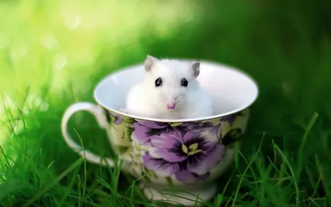 Animali divertenti