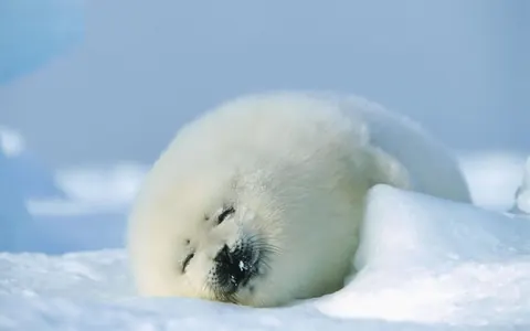 Animali più carini