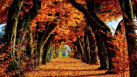 Colorati d'autunno