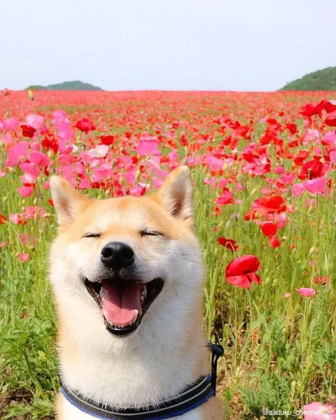Cani e girasoli aesthetic