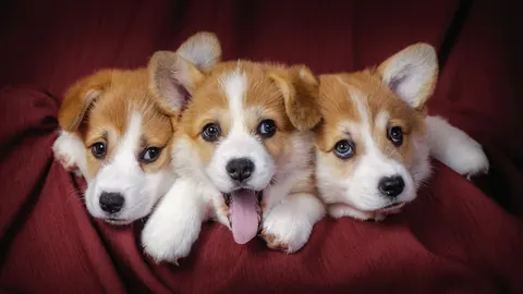 Cani divertenti