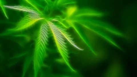 Marijuana