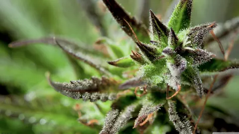 Cannabis