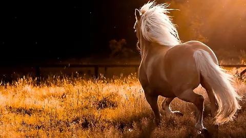 Cavalli Shire
