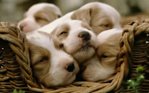 Cuccioli carini