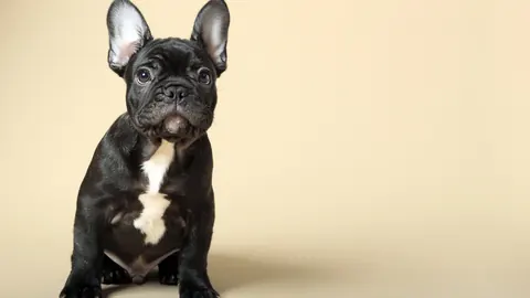 Cuccioli di bulldog