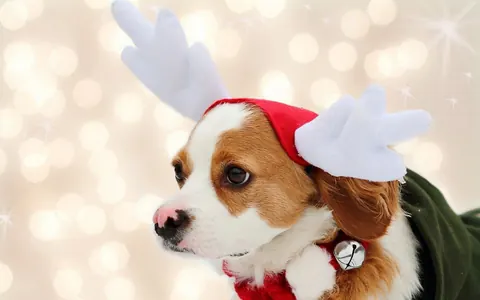 Cuccioli di Natale