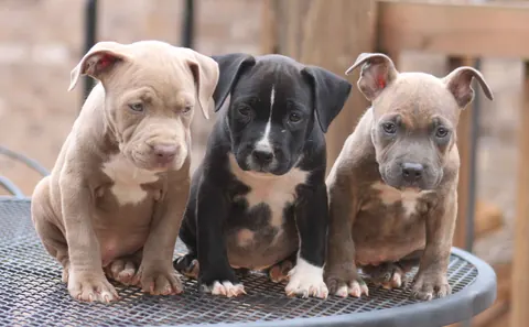 Cuccioli di pitbull