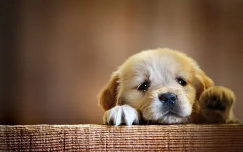 Cuccioli tristi