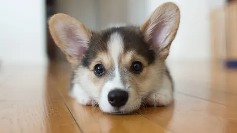 Cuccioli