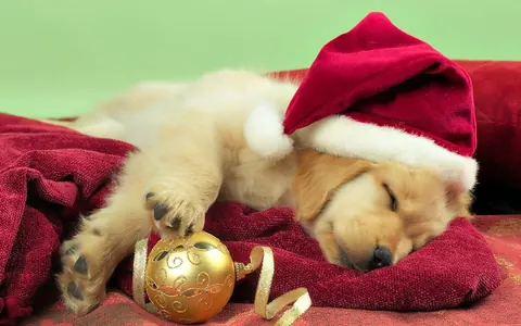 Cuccioli natalizi