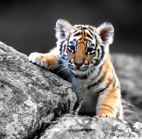Cuccioli di tigre
