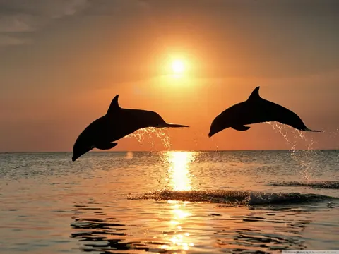 Delfini neri