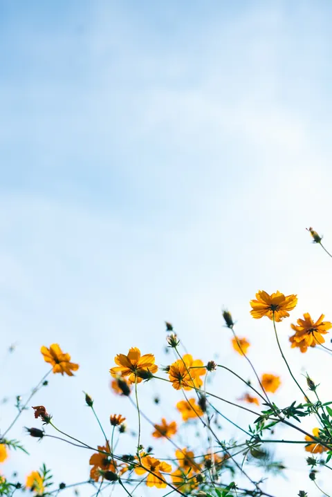 Primavera