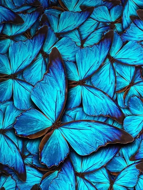 Farfalle