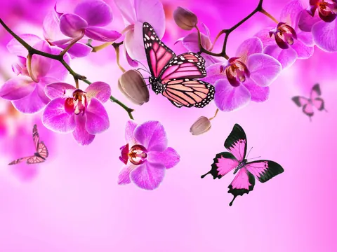 Farfalle rosa