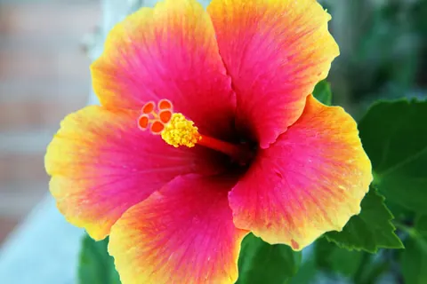 Fiori di ibisco