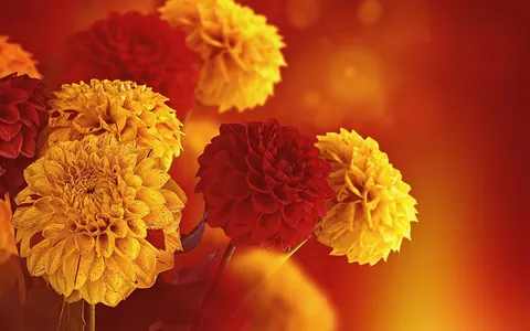 Fiori autunnali