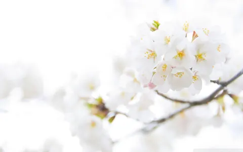 Fiori bianchi