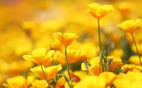 Fiori gialli