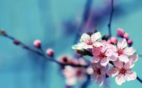 Fiori graziosi