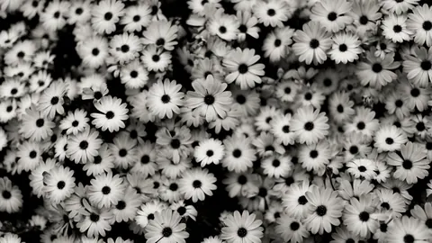 Fiori grigi