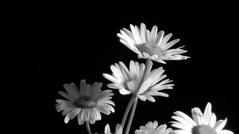 Fiori bianchi