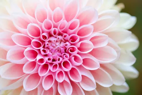 Fiori