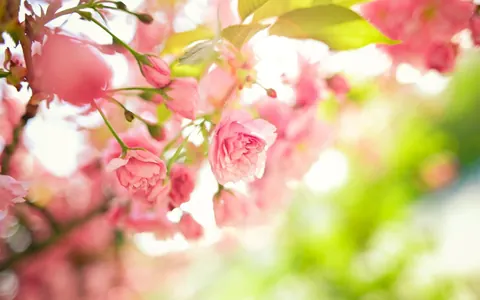 Fiori di primavera